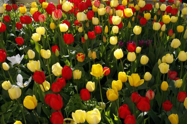 tulipanes en villaescusa