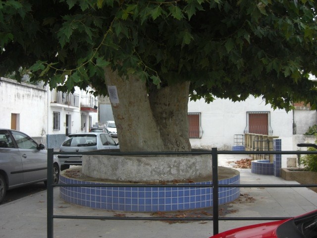 Nueva imagen de Plaza de rbol