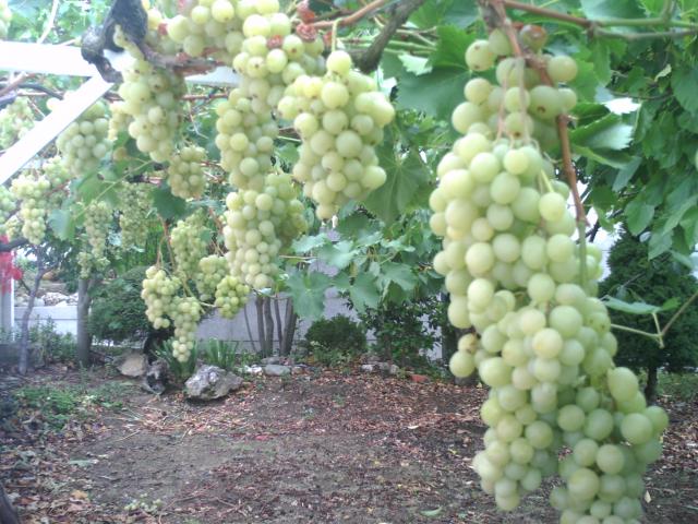 uvas en Linares de riofrio