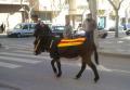 "El burro catalan" Cambrils