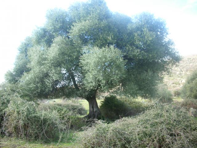 olivo silvestre