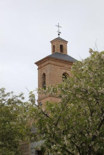 Torre de la iglesia (entre Acacias en flor)