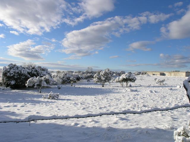 La Nieve en Pino Alto