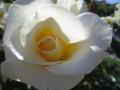 La rosa del jardin "ALCALA DE HENARES"