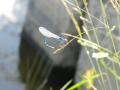 libelula azul (rio salor)