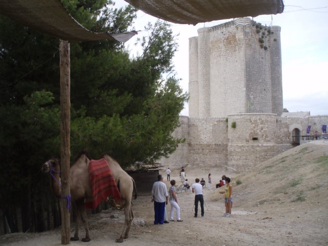 camello y castillo