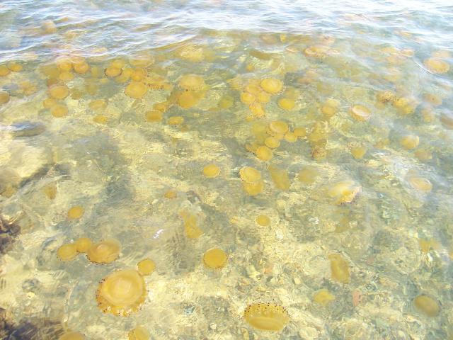 medusas en el mar menor
