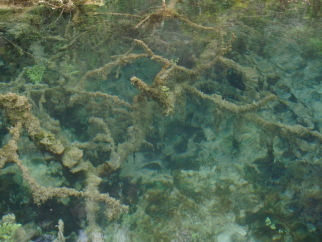 corales arcillosos