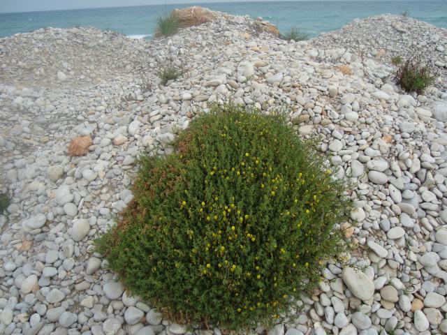 Vegetacin tpica del Serradal Playa de Galarza