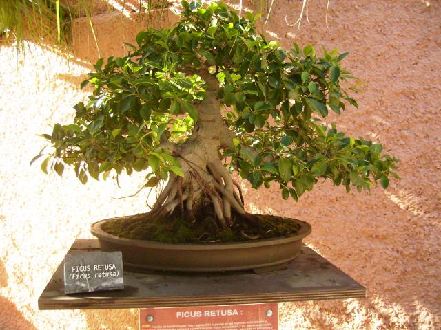 bonsai 0048