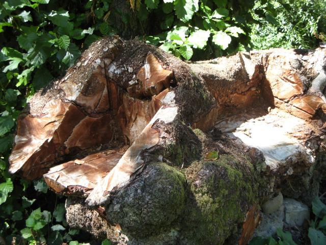 Asientos hechos en tronco de arbol