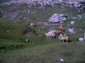 Vaques de alta montaña