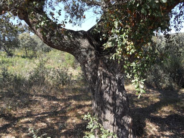 Quercus suber 2