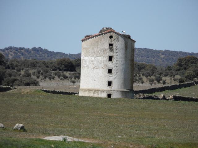 Cigeas en el silo
