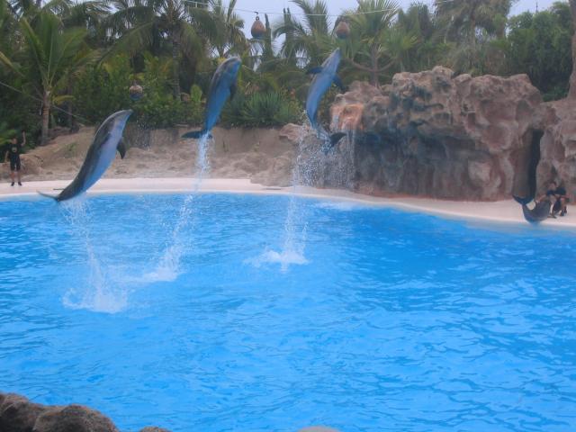 delfines en el loro park
