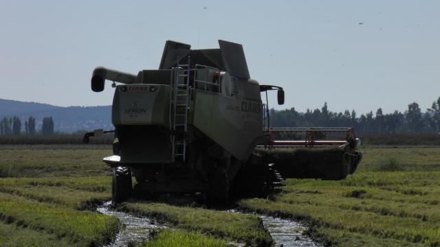 cosechando arroz
