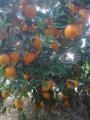 naranjas de pedralba