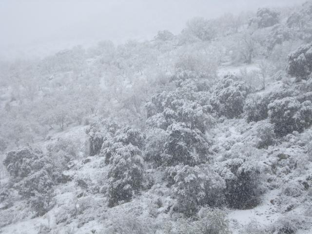 dia de Andalucia 2013 nieve