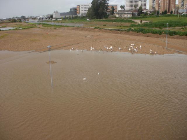 Patos en el rio