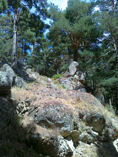 rocas entre pinar