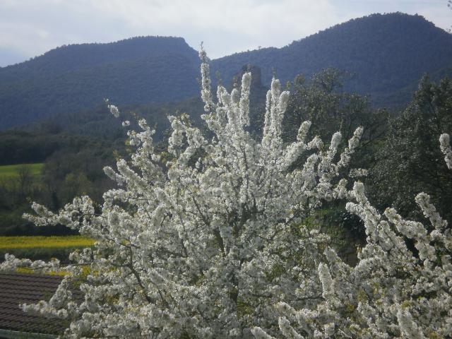 Primavera en Cillaperlata