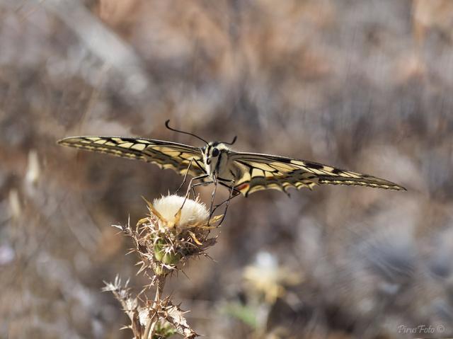 Papilio Macan (Ala delta)