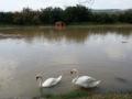 Parque de los Cisnes inundado por el río Arga