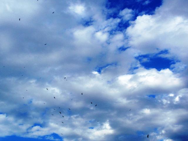 Aguilas en el cielo