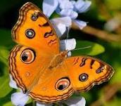 YELOW Butterfly.