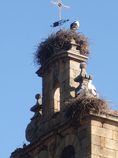Campanario de la Iglesia con nidos de cigueas
