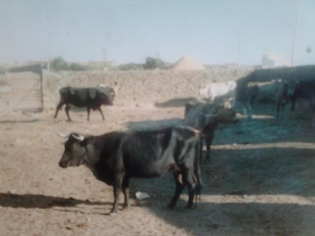vacas en el corral del lejio 
