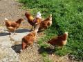 gallinas en el prado