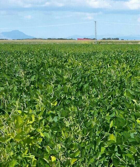 Nuevo cultivo en Sahelices: soja