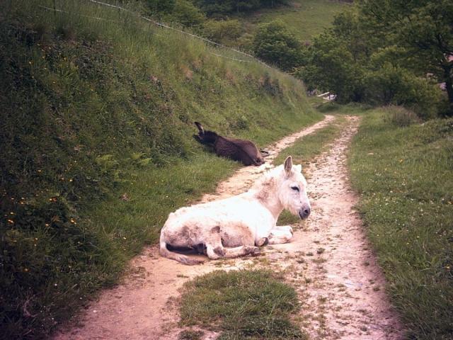 burros en el camino