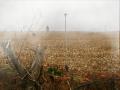 Campo de maíz entre la niebla