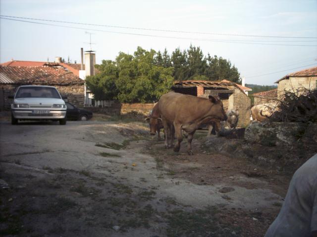 vacas en villareda