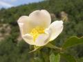 Flor silvestre (sierra de Uncastillo)