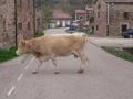 Vaca cruzando
