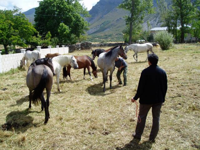 Carlos y sus caballos