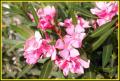 flor en la sierra de benahadux