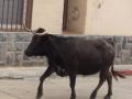 Vacas por las calles 2