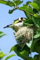 Jilguero con su nido en un manzano