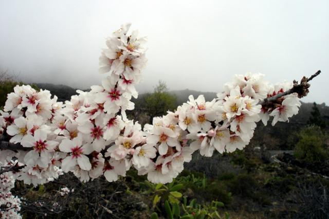 Flores del almendro