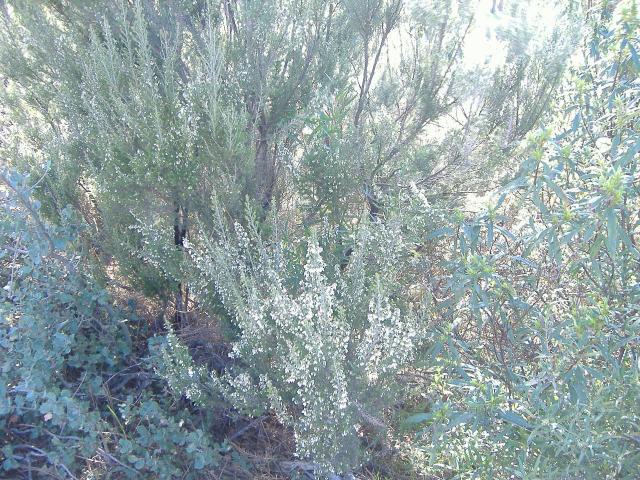 Brezo blanco (Erica arborea)