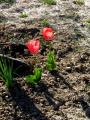 Tulipanes del parque de la Cruz del Río