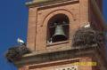 Campana, palomas y cigueñas en torre parroquial