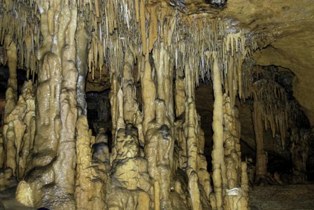 Panel calcreo (Cueva Meravelles, Benifallet)