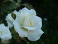 Rosa blanca.