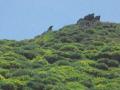 Vista del Pico Cuervo desde la Braña de Hermógenes