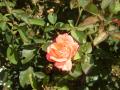 rosa de los jardines